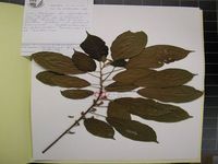 Herbarium sample